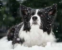 bordercollie