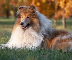 collie