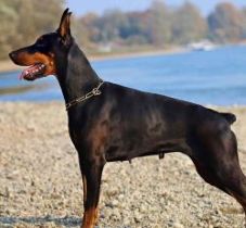 doberman