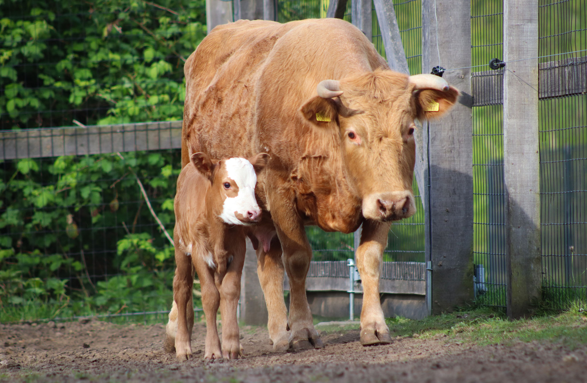 vache et veaux