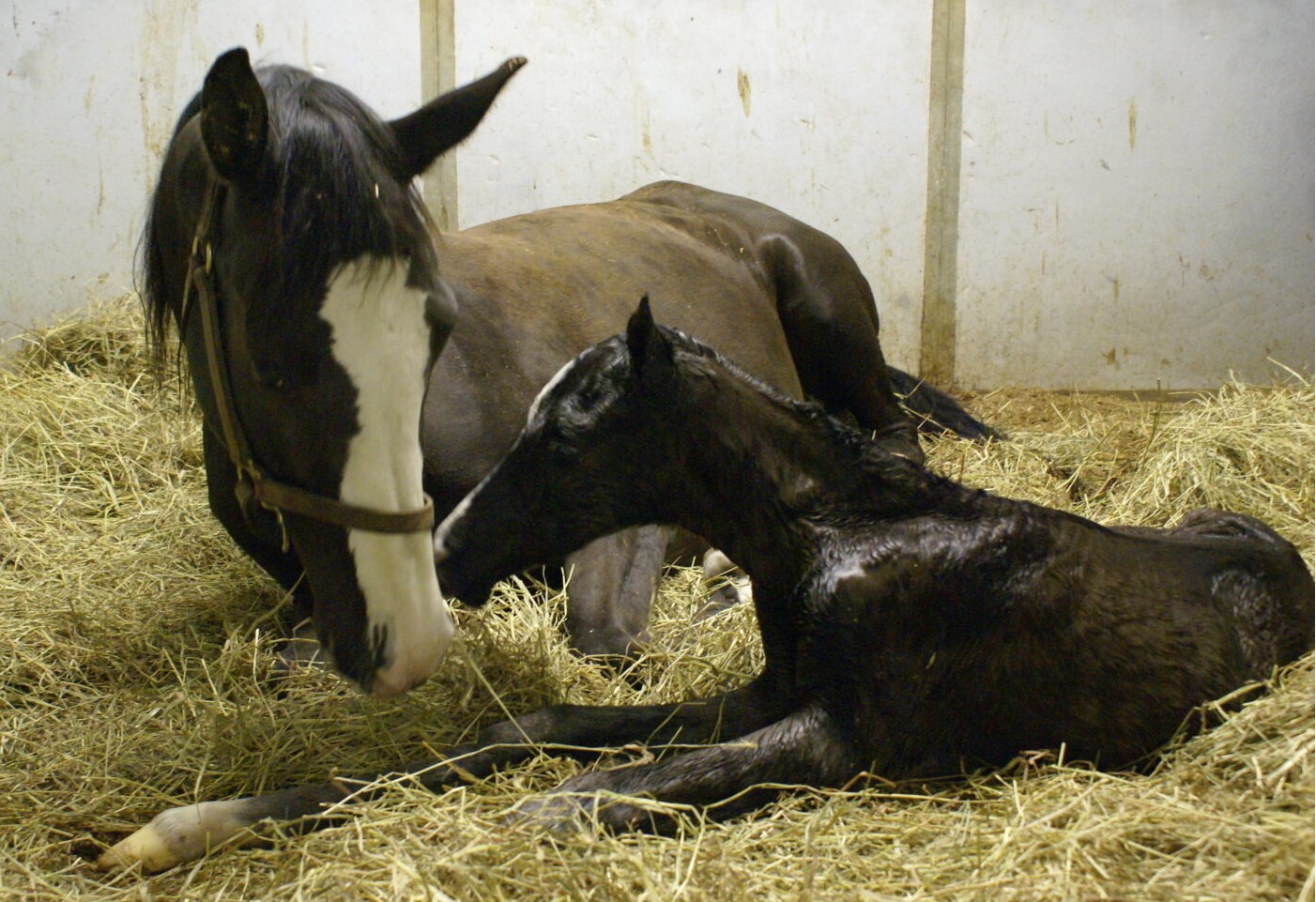 cheval et poulin